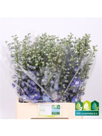 DELPH EL AURORA BLUE 70CM