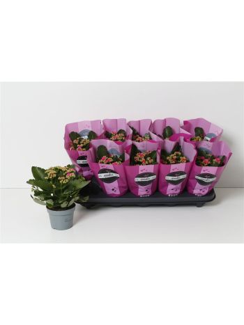 KAL ROSALIE PURPLE GOODIE