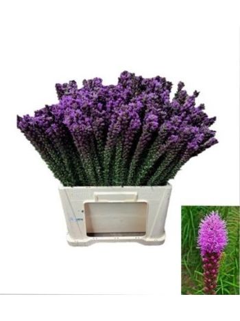 LIATRIS CALLILEPIS