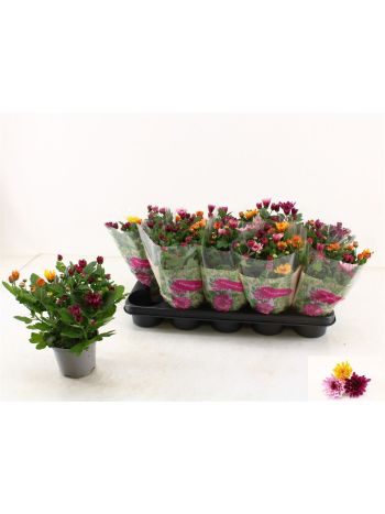 CHRYS MO AUB GEM POT