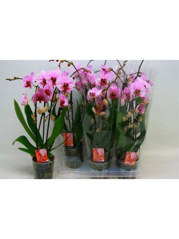 PHAL 2 ÁG CASCADE PINK PÖTTYÖS