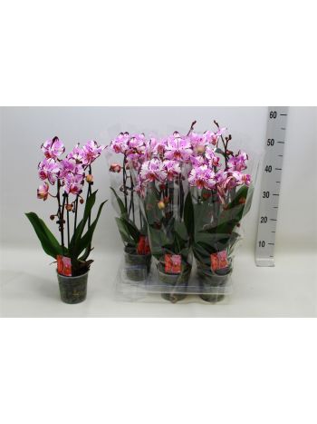 PHAL 2 ÁG CASCADE PINK CIRMOS