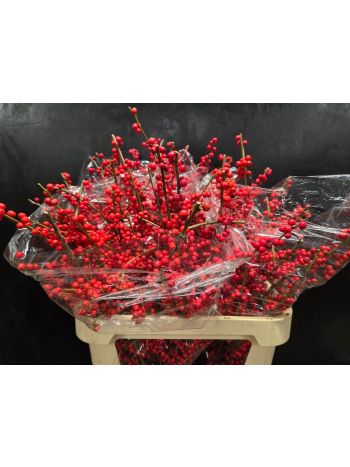 ILEX VE RODE BES 80CM
