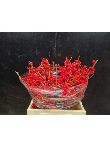 ILEX VE RODE BES 40CM