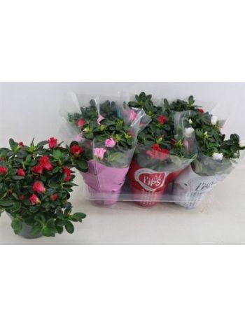 RHODO SI GEM CELÓS