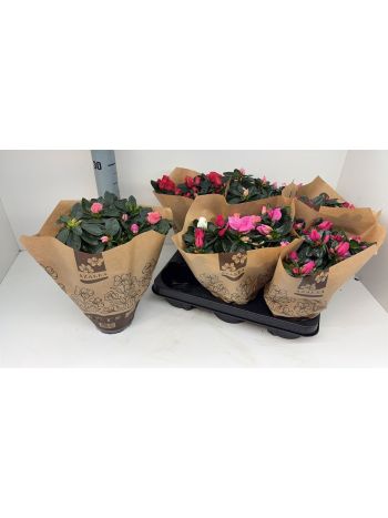RHODO SI GEM PAPER SLEEVES