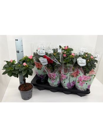 RHODO TÖRZSES CELÓS
