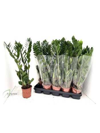 ZAMIOCULCAS ZAMIIFOL