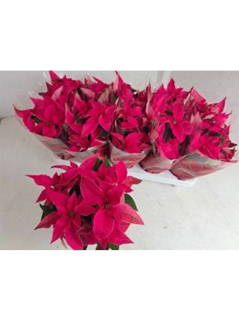 EUPHOR P PRI HO PINK