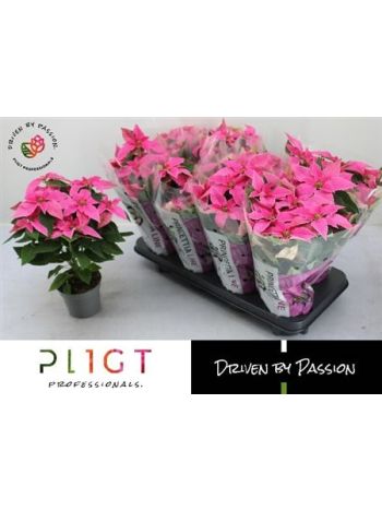 EUPHOR P PRI HO PINK