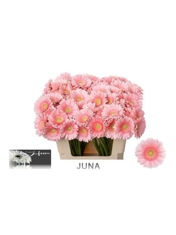 GE MI JUNA