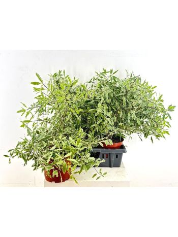 PITTOSPORUM