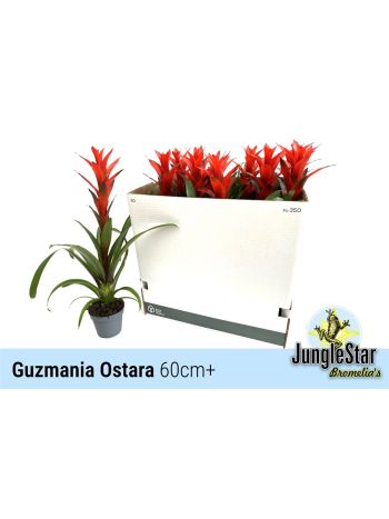 GUZM OSTARA