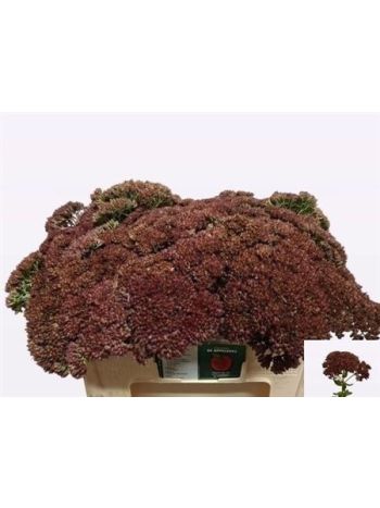 SEDUM SPECTABILE
