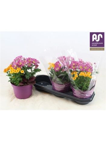 KERTI MIX PINK- SÁRGA KRIZI- CELOSIA