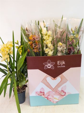 CYMBIDIUM GEM