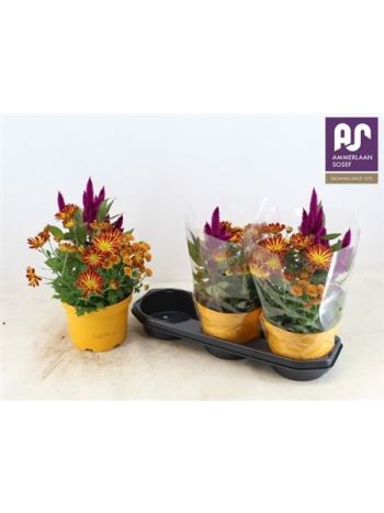 KERTI MIX ORANGE KRIZI- CELOSIA