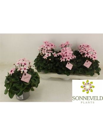 CYCL KL ILLUSIA PINK