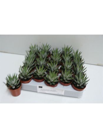 HAWORTHIA F BIG BAND
