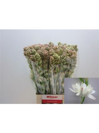 POLIANTHES TUBEROSA