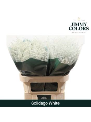 SOLI OV KLB H% - WHITE