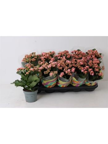 KALAN ROSALIE PERF PINK
