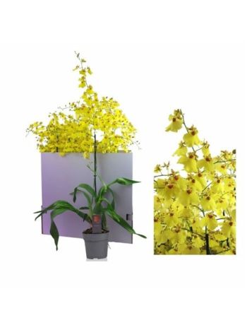 ONCIDIUM OV