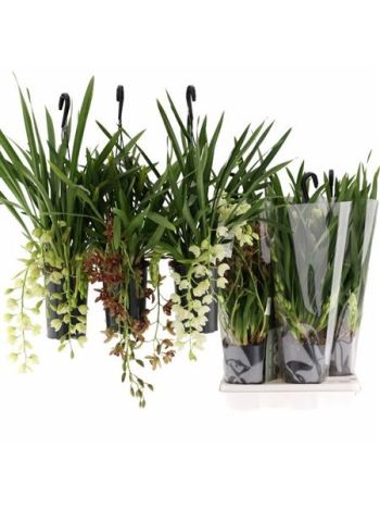 CYMBIDIUM CASCADE MIX