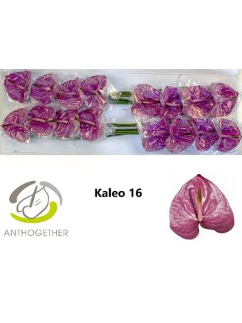 ANTH A KALEO *16
