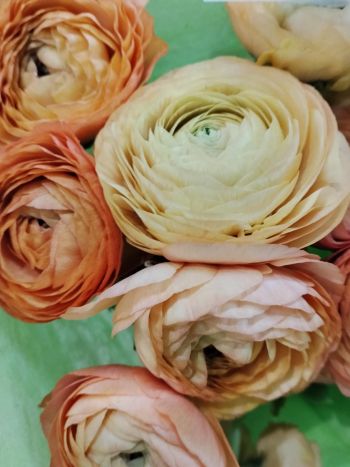 ZZ ITA LUC RANUNCULUS EL NARANCS