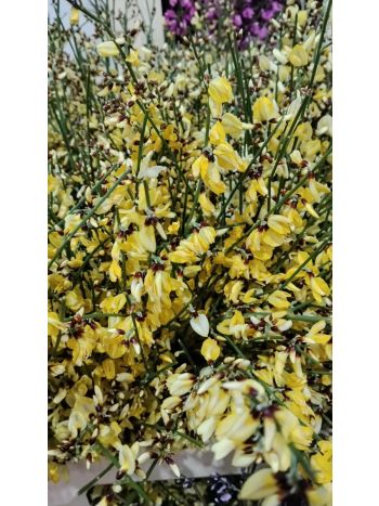 ZZ ITA LUC GINESTRA KICSI SÁRGA