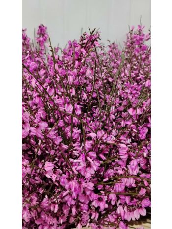 ZZ ITA LUC GINESTRA KICSI RSZÍN