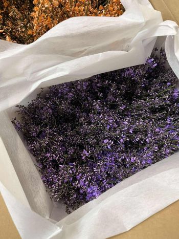 ZZ ITA LUC GINESTRA LILA