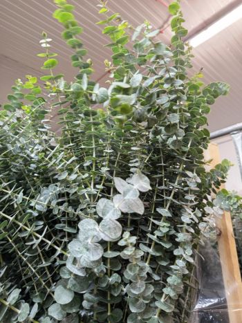 ZZ ITA LUC EUCA BABY RÖVID