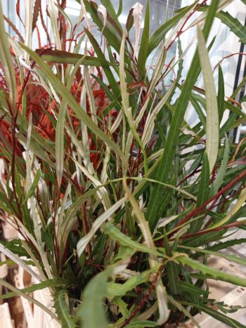 ZZ ITA LUC GREVILLEA