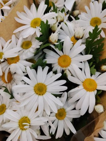 ZZ ITA LUC MARGARÉTA