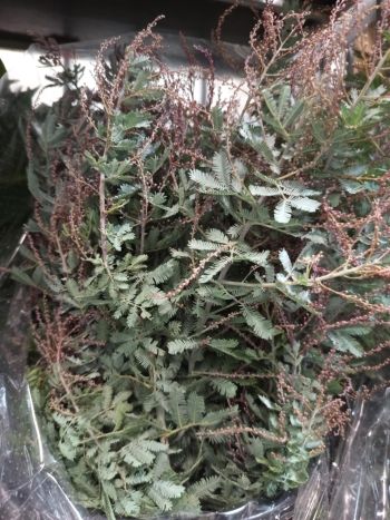 ZZ ITA LUC MIMOSA BALAIANA