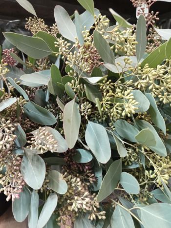 ZZ ITA LUC EUCA POPOLUS BERRY