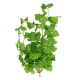 Selyemvirág futó borostyán 35 cm világoszöld