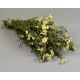 Achillea ptarmica Kenyérbél cickafark