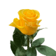R EC8 BRIGHTON *25