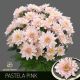 CHR T PASTELA PINK - S