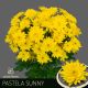 CHR T  S. PASTELA SUNNY - S