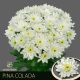 CHR T  F. PINA COLADA - S
