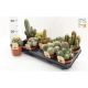 CACTUS GEM *9