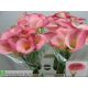 ZANT CANDY DREAM 70CM