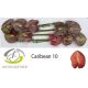 ANTH A CARIBEAN *10