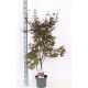ACER RED SENTINEL