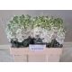 MATTH CENTUM WHITE