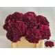 HYDR M MAG DARK RUBY 50CM
